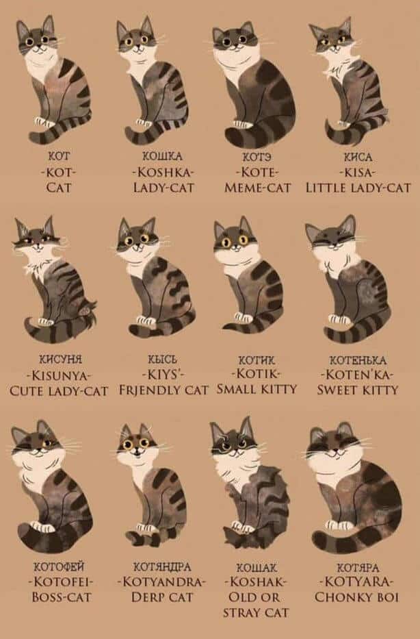 russian words for cat